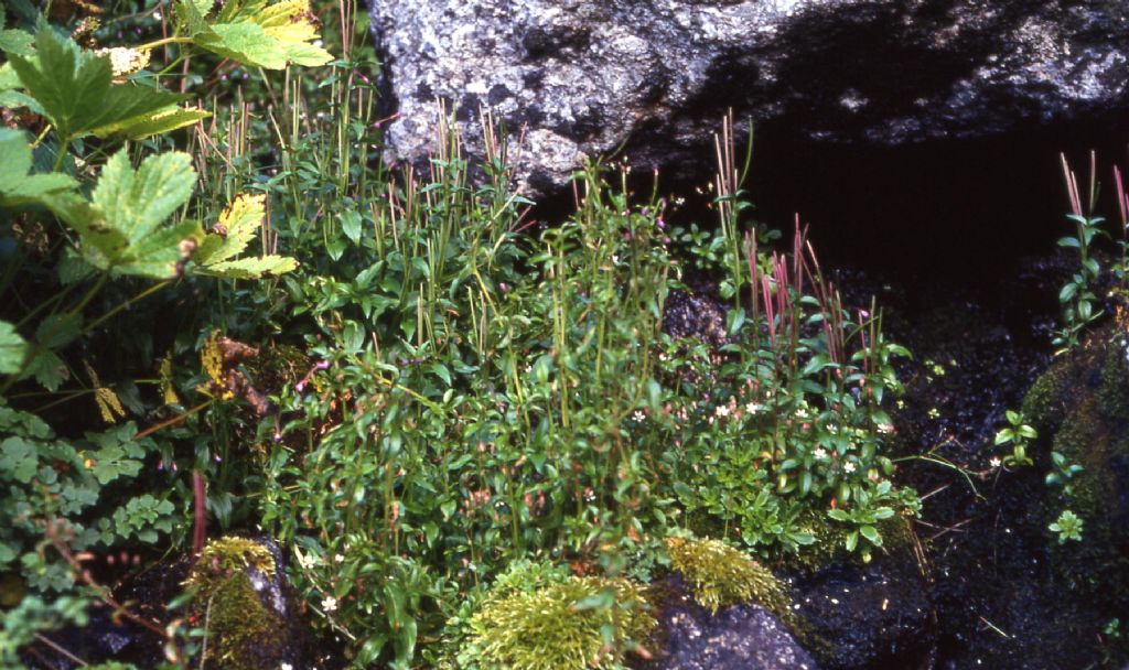 Pianta alpina da identificare (42) - Epilobium sp.